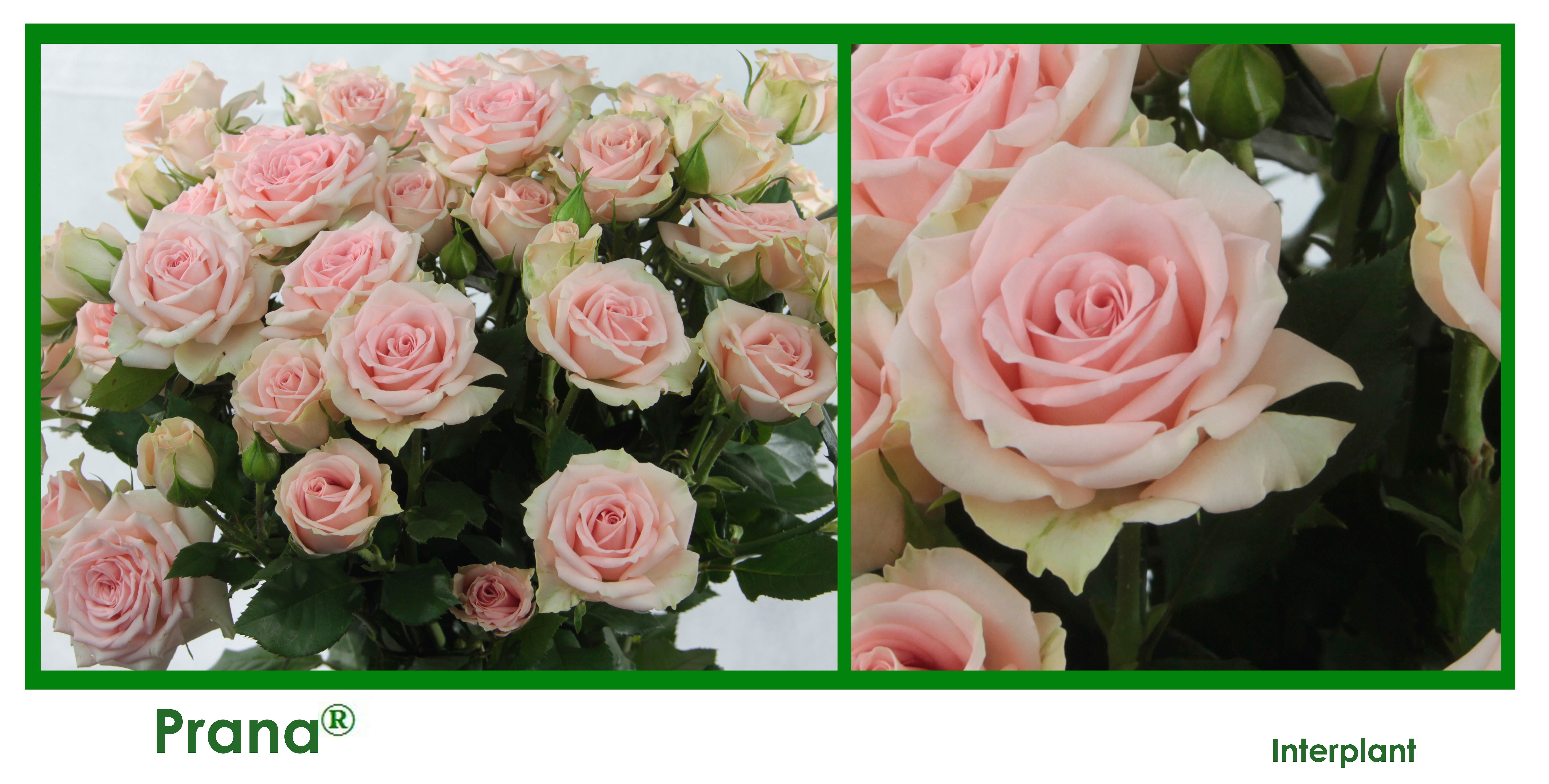ROSE BR. PRANA 40